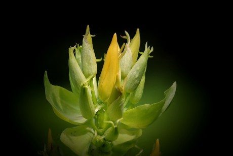 Hořec žlutý - Gentiana lutea (1)