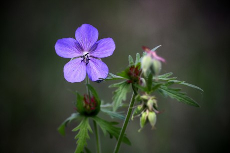 Kakost luční - Geranium pratense (1)