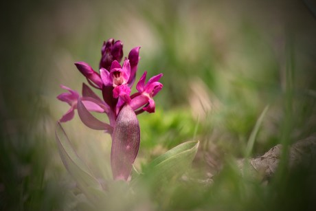 Prstnatec bezový - Dactylorhiza sambucina C2 (12)