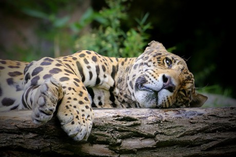293 Jaguár americký