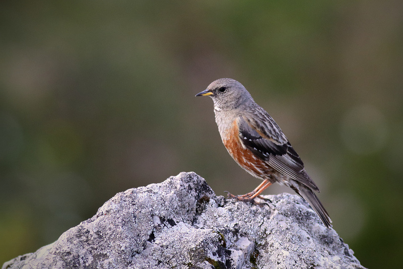 Ptáci - Pěvuška podhorní (2)