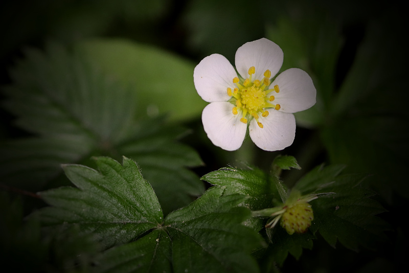 Jahodník obecný - Fragaria vesca (1)