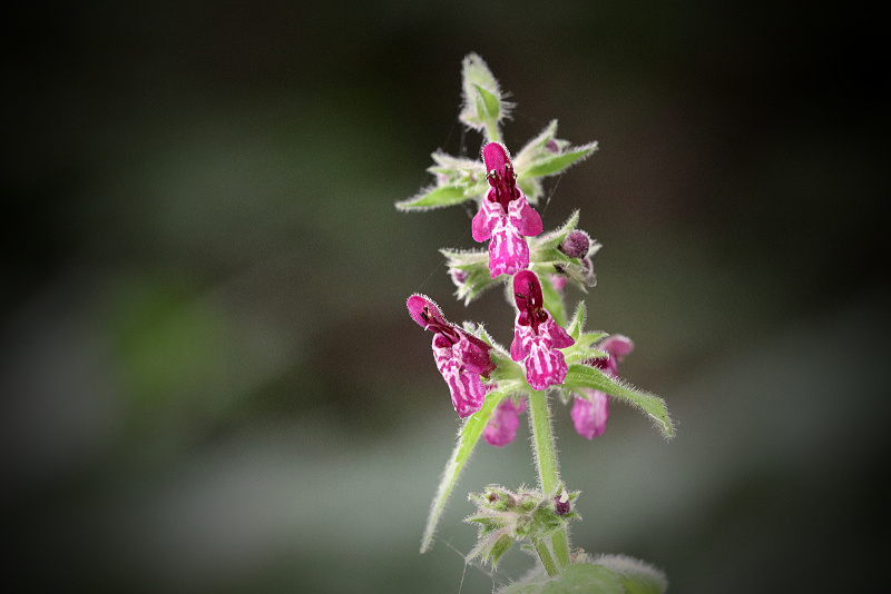 Čistec lesní - Stachys sylvatica (2)