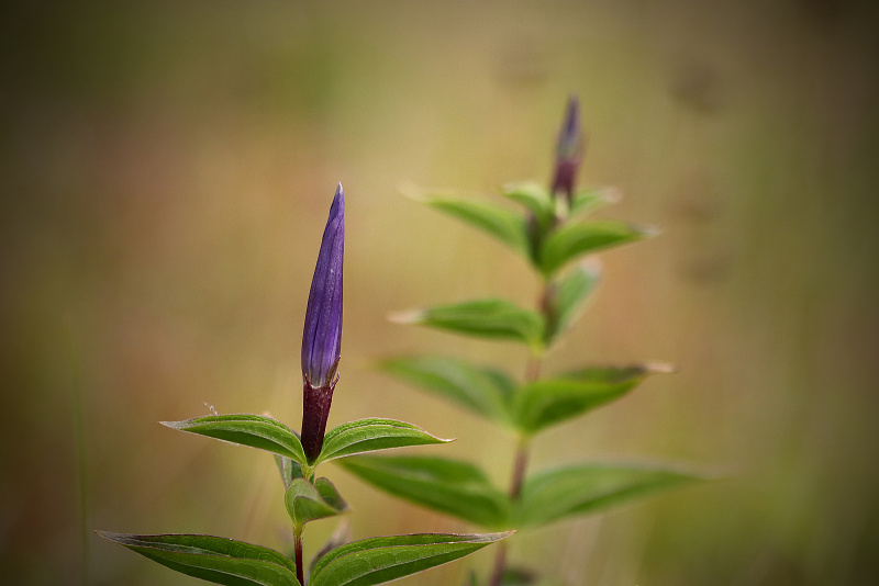 Hořec tolitovitý - Gentiana asclepiadea C3 (5)